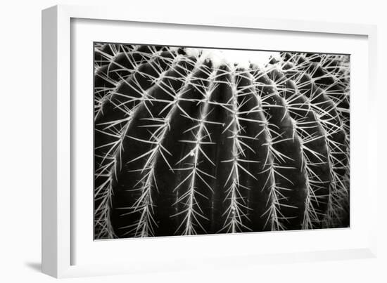 Spiny Rows-Alan Hausenflock-Framed Photographic Print