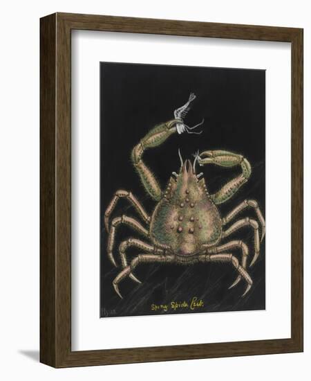 Spiny Spider Crab-Philip Henry Gosse-Framed Giclee Print