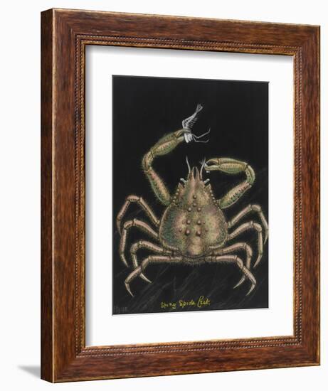 Spiny Spider Crab-Philip Henry Gosse-Framed Giclee Print