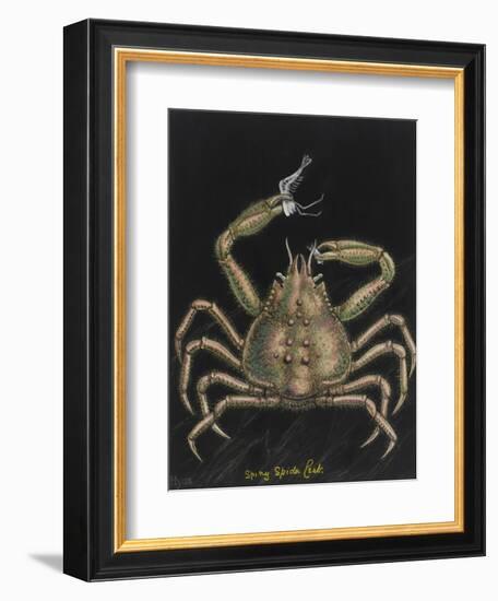 Spiny Spider Crab-Philip Henry Gosse-Framed Giclee Print