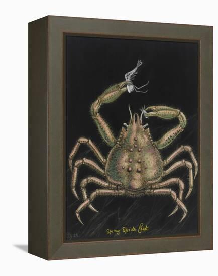 Spiny Spider Crab-Philip Henry Gosse-Framed Premier Image Canvas