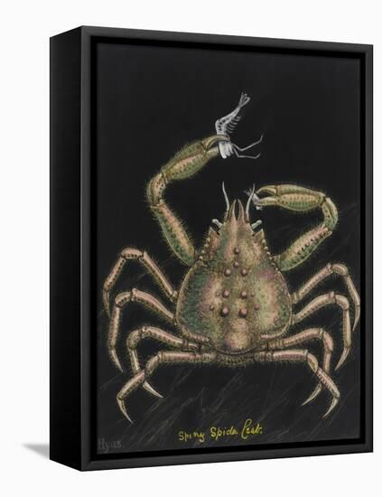 Spiny Spider Crab-Philip Henry Gosse-Framed Premier Image Canvas