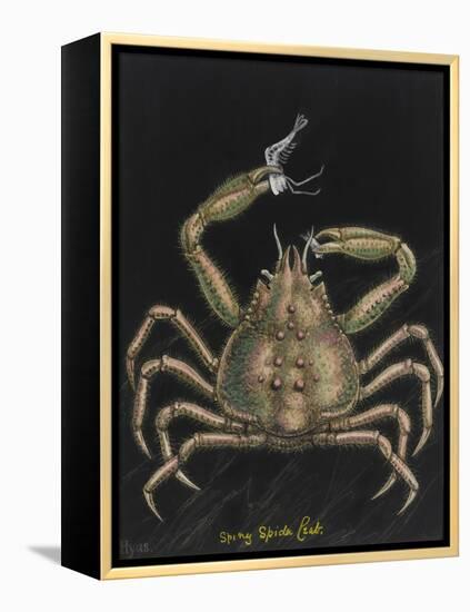 Spiny Spider Crab-Philip Henry Gosse-Framed Premier Image Canvas