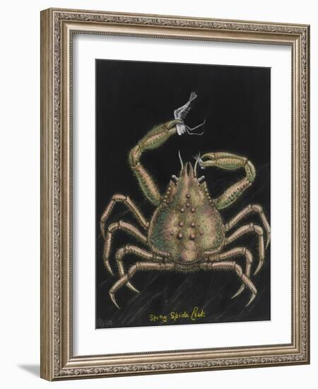 Spiny Spider Crab-Philip Henry Gosse-Framed Giclee Print