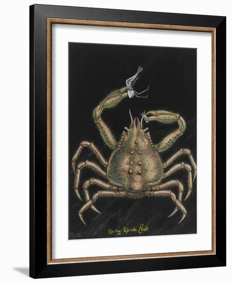 Spiny Spider Crab-Philip Henry Gosse-Framed Giclee Print