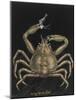 Spiny Spider Crab-Philip Henry Gosse-Mounted Giclee Print