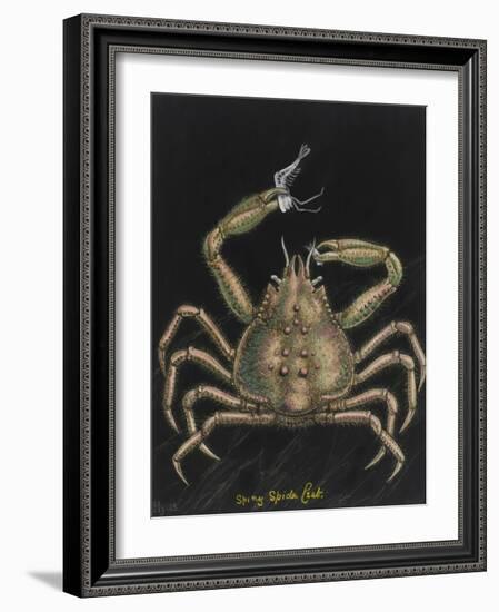 Spiny Spider Crab-Philip Henry Gosse-Framed Giclee Print