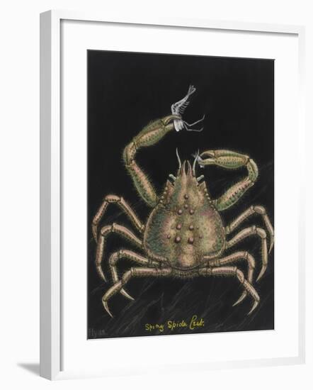 Spiny Spider Crab-Philip Henry Gosse-Framed Giclee Print