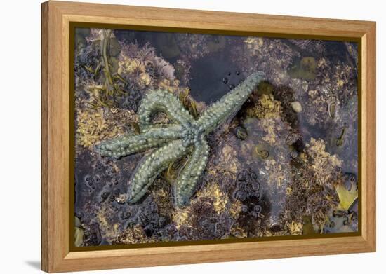 Spiny Starfish, County Clare, Munster, Republic of Ireland, Europe-Carsten Krieger-Framed Premier Image Canvas