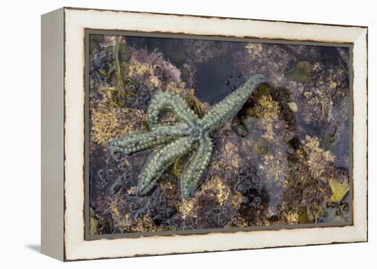 Spiny Starfish, County Clare, Munster, Republic of Ireland, Europe-Carsten Krieger-Framed Premier Image Canvas