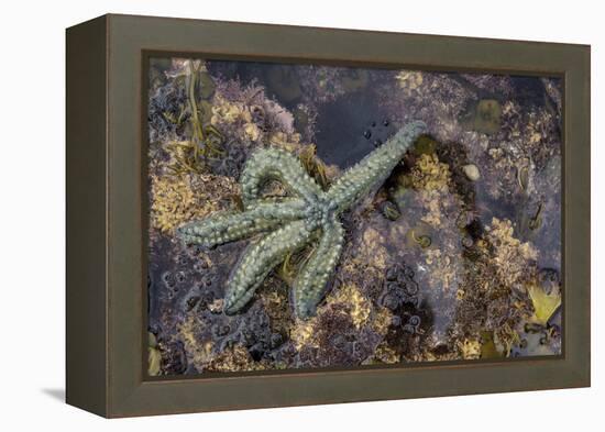 Spiny Starfish, County Clare, Munster, Republic of Ireland, Europe-Carsten Krieger-Framed Premier Image Canvas