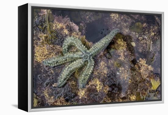 Spiny Starfish, County Clare, Munster, Republic of Ireland, Europe-Carsten Krieger-Framed Premier Image Canvas