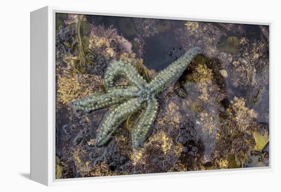 Spiny Starfish, County Clare, Munster, Republic of Ireland, Europe-Carsten Krieger-Framed Premier Image Canvas