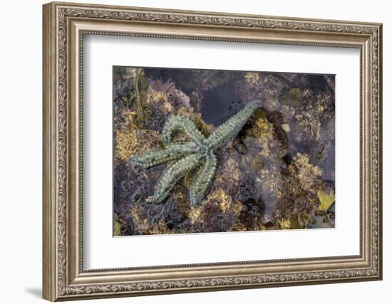 Spiny Starfish, County Clare, Munster, Republic of Ireland, Europe-Carsten Krieger-Framed Photographic Print