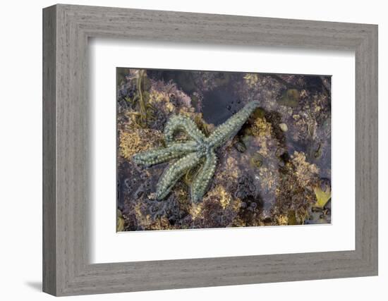 Spiny Starfish, County Clare, Munster, Republic of Ireland, Europe-Carsten Krieger-Framed Photographic Print