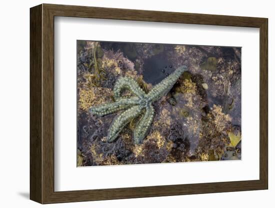Spiny Starfish, County Clare, Munster, Republic of Ireland, Europe-Carsten Krieger-Framed Photographic Print