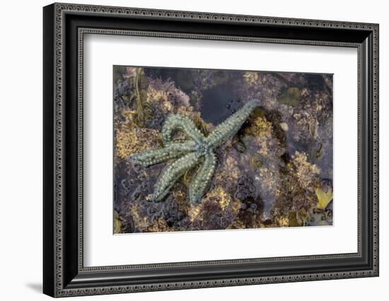 Spiny Starfish, County Clare, Munster, Republic of Ireland, Europe-Carsten Krieger-Framed Photographic Print