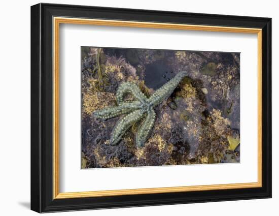 Spiny Starfish, County Clare, Munster, Republic of Ireland, Europe-Carsten Krieger-Framed Photographic Print