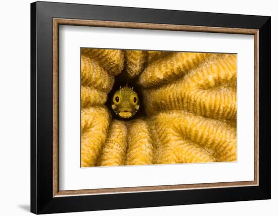 Spinyhead blenny in hard coral, Caribbean-David Fleetham-Framed Photographic Print