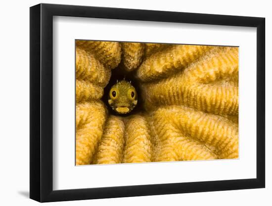 Spinyhead blenny in hard coral, Caribbean-David Fleetham-Framed Photographic Print