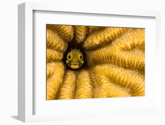 Spinyhead blenny in hard coral, Caribbean-David Fleetham-Framed Photographic Print