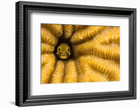 Spinyhead blenny in hard coral, Caribbean-David Fleetham-Framed Photographic Print