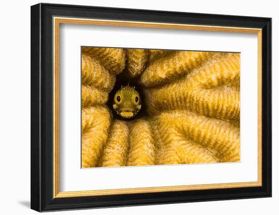 Spinyhead blenny in hard coral, Caribbean-David Fleetham-Framed Photographic Print