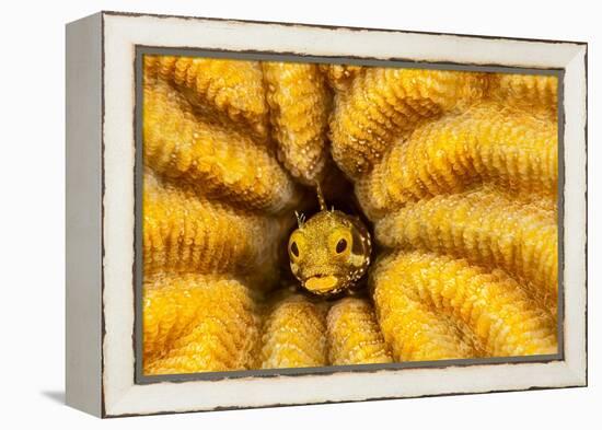 Spinyhead blenny peeking out from hard coral, Caribbean Sea-David Fleetham-Framed Premier Image Canvas