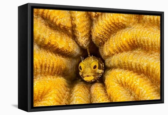 Spinyhead blenny peeking out from hard coral, Caribbean Sea-David Fleetham-Framed Premier Image Canvas