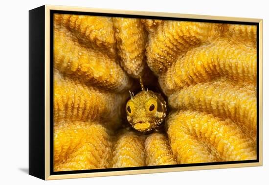 Spinyhead blenny peeking out from hard coral, Caribbean Sea-David Fleetham-Framed Premier Image Canvas