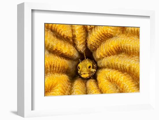 Spinyhead blenny peeking out from hard coral, Caribbean Sea-David Fleetham-Framed Photographic Print