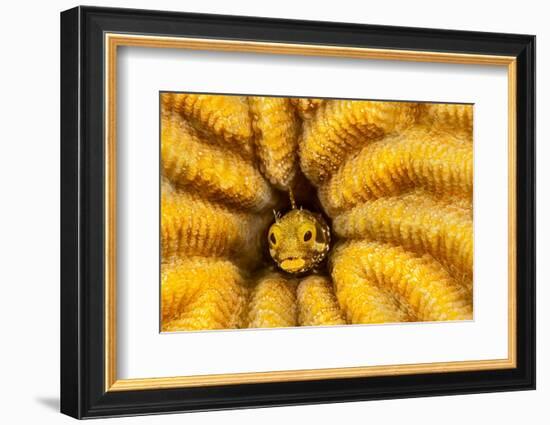 Spinyhead blenny peeking out from hard coral, Caribbean Sea-David Fleetham-Framed Photographic Print