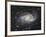 Spiral Galaxy in Antlia-Robert Gendler-Framed Giclee Print