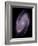 Spiral Galaxy M81, Composite Image-null-Framed Photographic Print