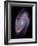 Spiral Galaxy M81, Composite Image-null-Framed Photographic Print