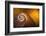 Spiral Gold-Doug Chinnery-Framed Photographic Print