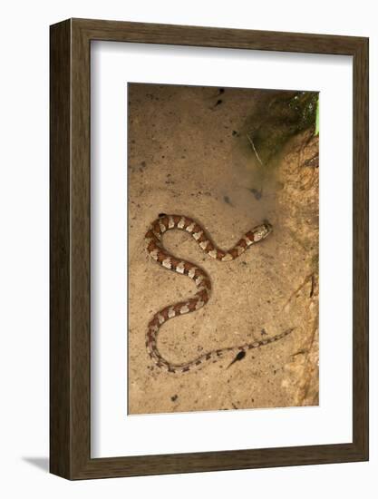 Spiral Keel Back, Yasuni NP, Amazon Rainforest, Ecuador-Pete Oxford-Framed Photographic Print