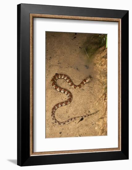 Spiral Keel Back, Yasuni NP, Amazon Rainforest, Ecuador-Pete Oxford-Framed Photographic Print