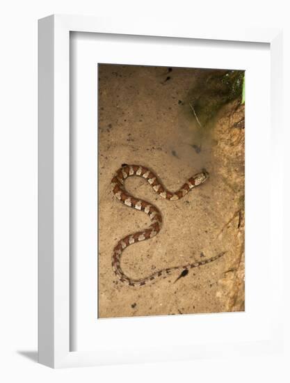 Spiral Keel Back, Yasuni NP, Amazon Rainforest, Ecuador-Pete Oxford-Framed Photographic Print