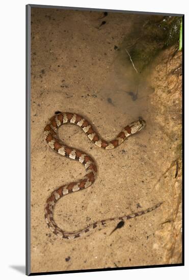 Spiral Keel Back, Yasuni NP, Amazon Rainforest, Ecuador-Pete Oxford-Mounted Photographic Print