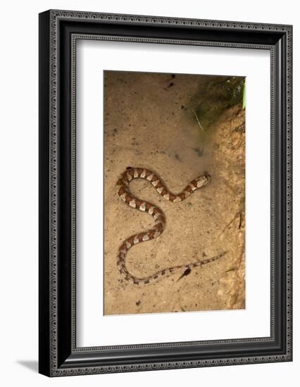 Spiral Keel Back, Yasuni NP, Amazon Rainforest, Ecuador-Pete Oxford-Framed Photographic Print