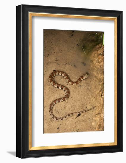 Spiral Keel Back, Yasuni NP, Amazon Rainforest, Ecuador-Pete Oxford-Framed Photographic Print