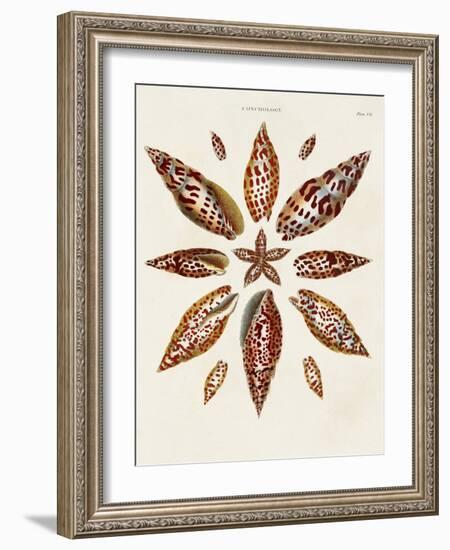 Spiral Shell Formation I-Albertus Seba-Framed Art Print