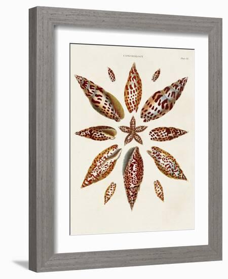 Spiral Shell Formation I-Albertus Seba-Framed Art Print