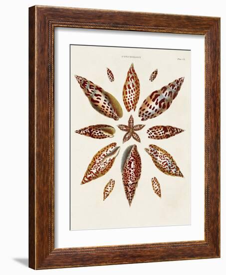 Spiral Shell Formation I-Albertus Seba-Framed Art Print