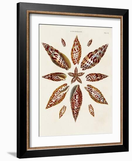 Spiral Shell Formation I-Albertus Seba-Framed Art Print