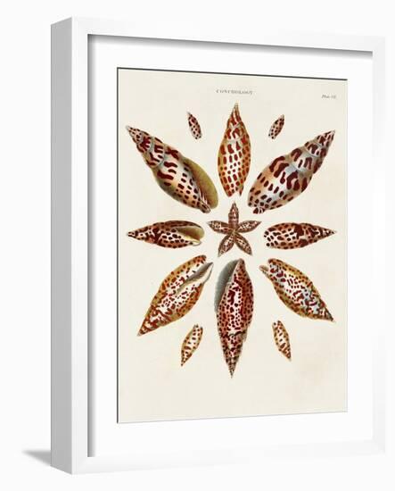 Spiral Shell Formation I-Albertus Seba-Framed Art Print