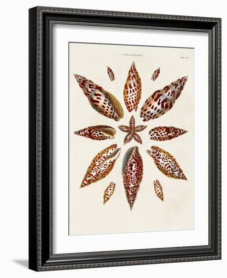 Spiral Shell Formation I-Albertus Seba-Framed Art Print