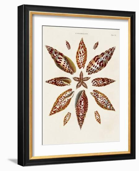 Spiral Shell Formation I-Albertus Seba-Framed Art Print