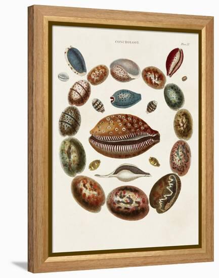 Spiral Shell Formation II-Albertus Seba-Framed Stretched Canvas